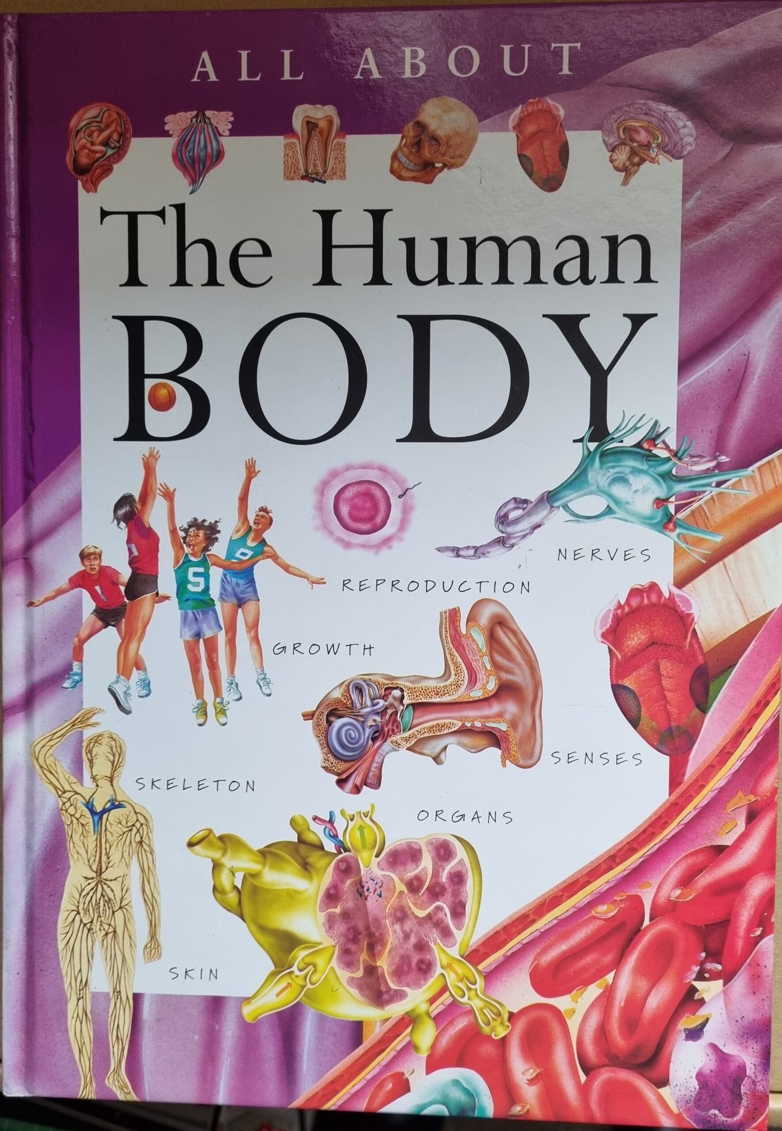 All About The Human Body
